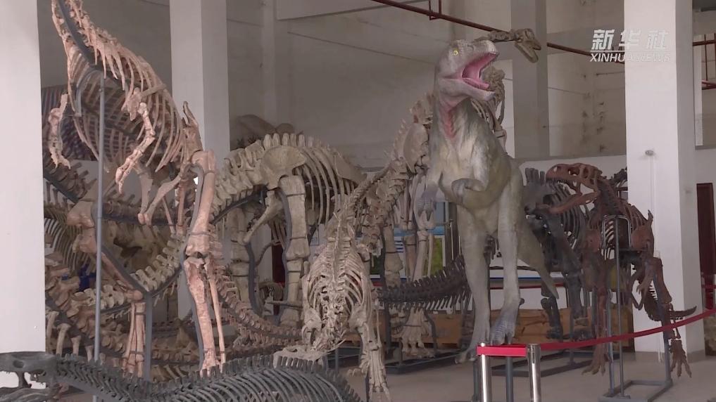 揭秘！看“化石医生”如何“唤醒”恐龙