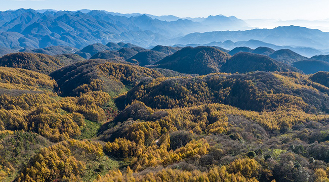 重慶巫山：層林盡染秋意濃