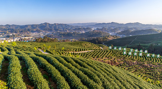 重慶南川：水土治理 茶香滿園