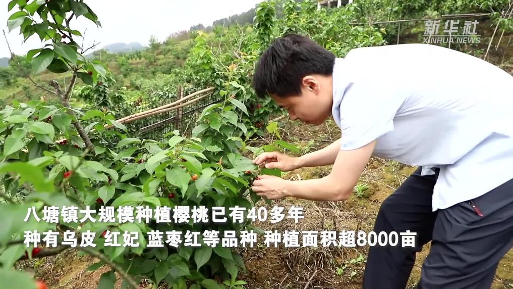 重庆璧山：樱桃抢“鲜”上市 助力乡村农文旅发展