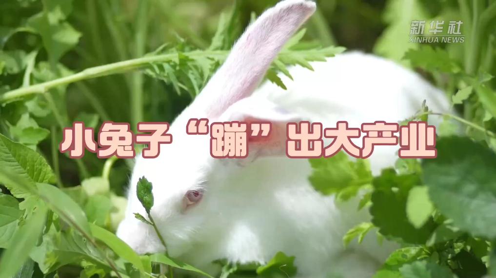 重庆奉节：小兔子“蹦”出大产业