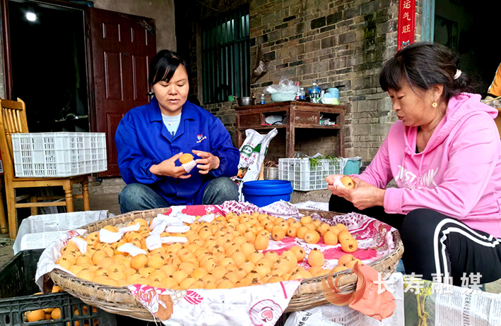 江南街道枇杷产业成乡村振兴“金名片” (1)