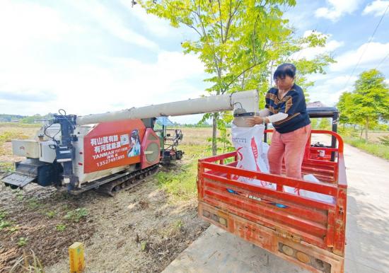 村民对收割的油菜进行装袋。
