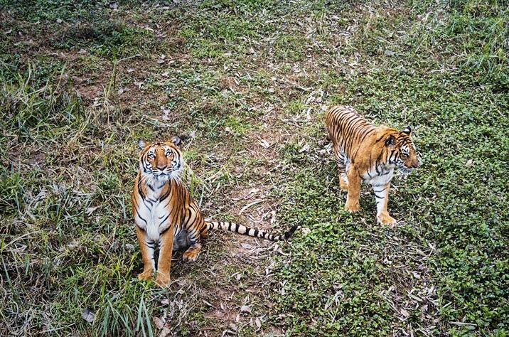 低空航拍老虎与无人机嬉戏 爱上重庆野生动物世界