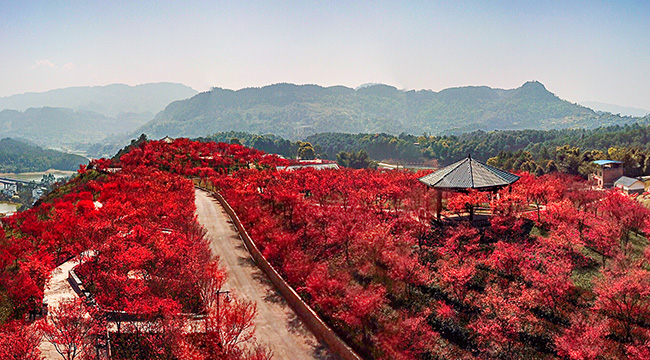 航拍重庆南湖多彩植物园 感受最“红”春景