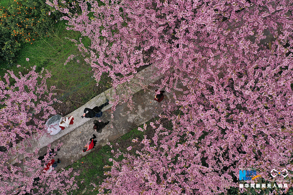 航拍重庆暖春樱花 浪漫满树如云霞