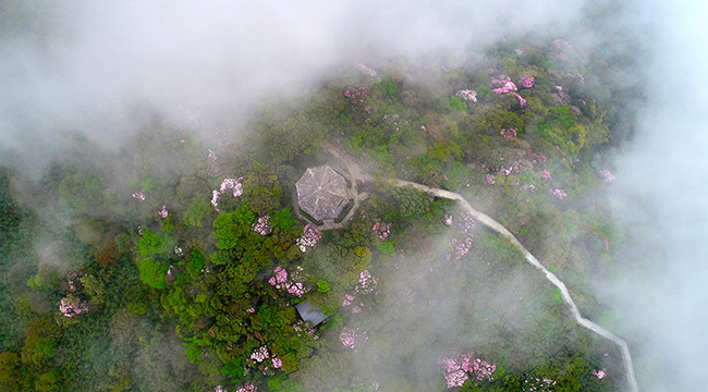 航拍重庆：雾里藏杜鹃 山中露美景