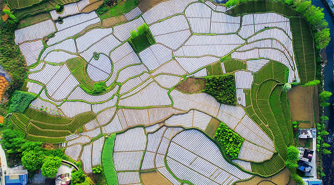 航拍重庆：“曲线作画”绘出“农园新景”