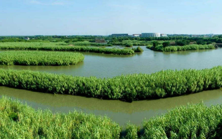 重庆梁平：让湿地变成污水净化“过滤器”