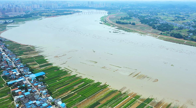 航拍重庆潼南洪峰过境 蔬菜基地受淹