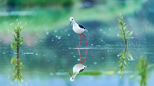 重庆南川：鸟儿戏水跳“芭蕾”