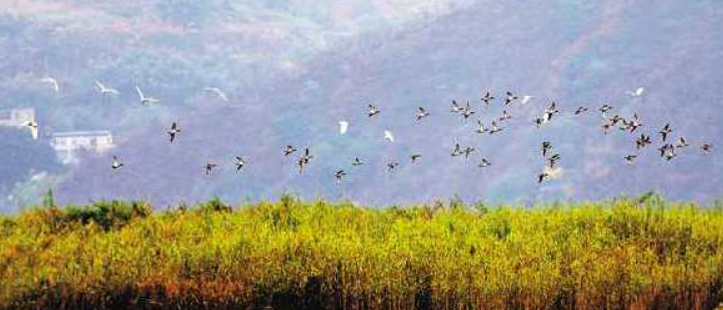 修复生态 重现绿色 广阳岛上白鹭野鸭又飞回来了