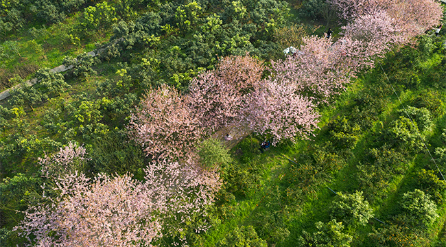 【“飞阅”中国】重庆北碚：农业公园樱花开