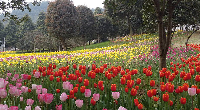 花都开好了 重庆一公园超百万株郁金香绽放！