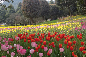 花都开好了 重庆一公园超百万株郁金香绽放！