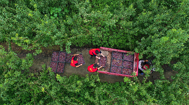 无人机航拍：重庆脆红李基地里的“志愿红”