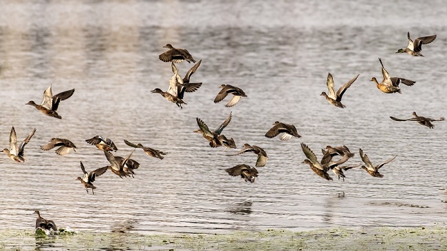 生物多樣性保護|越冬候鳥至 湖畔百媚生