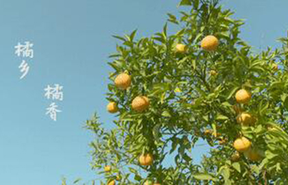 【新春走基層】橘香 橘鄉