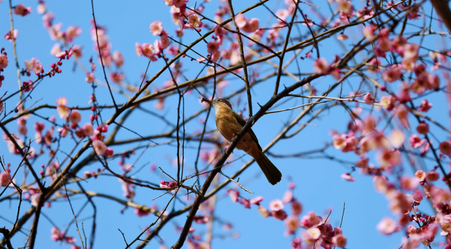 重庆巫山：红梅报春鸟欢唱