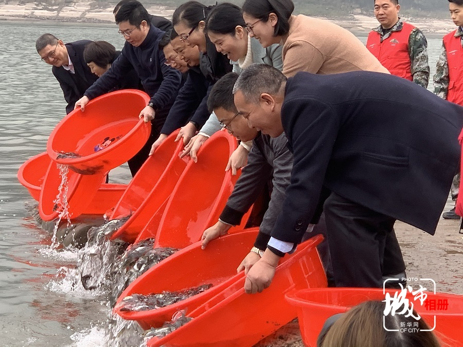 除了严厉打击非法捕捞外，重庆市珍稀特有鱼类国家级自然保护区管理处还对这段流域进行了增殖放流。2021年，管理处就统筹增殖放流长江鲟等8种珍稀特有鱼类6次345.93万尾。新华网发（资料图）陈雨 文