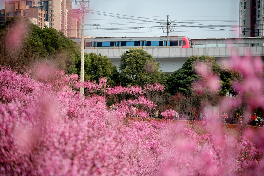 列车驶过花海 重庆上演“春天的童话”