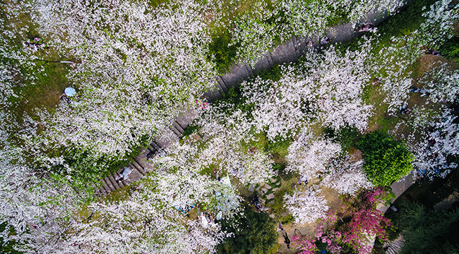 重庆南山植物园春光正盛