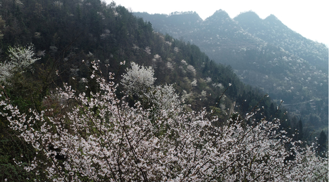 【“飞阅”中国】重庆：万亩野生樱花美丽绽放