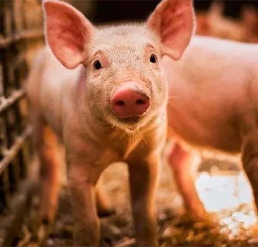 农行重庆分行创新推出生猪产业“保险+期货”贷款