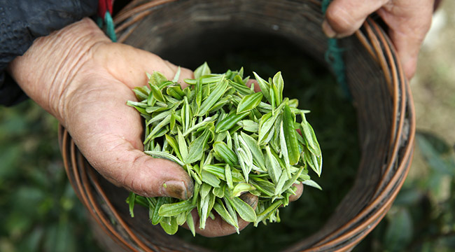重庆黔江：抢采明前茶助增收