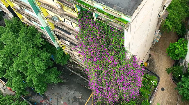 重庆：8层楼高三角梅“花瀑”见证花的生命力