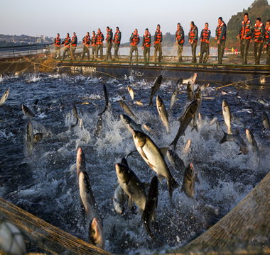 长寿：养殖富硒有机鱼 带动渔民增收