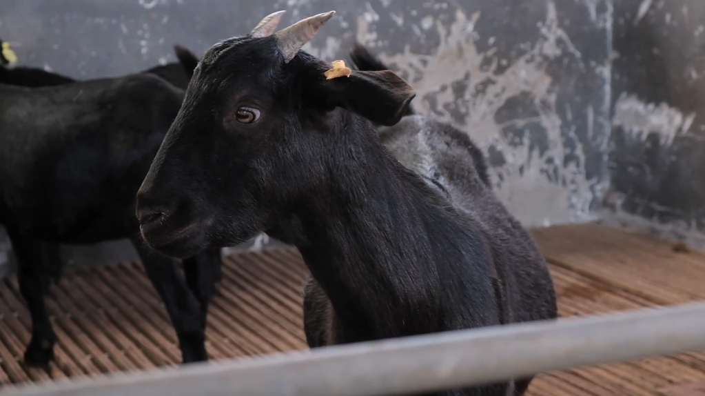 20年拯救行动让濒临灭绝的黑山羊变身致富“领头羊”