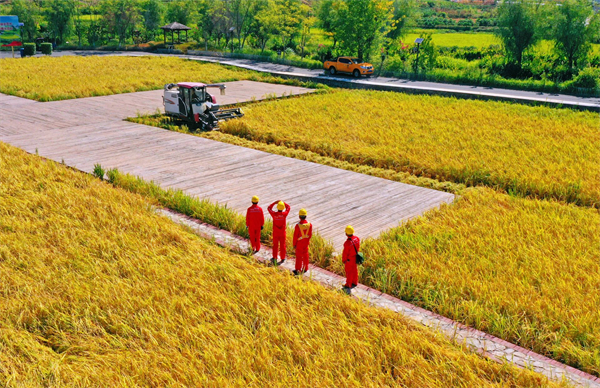 长寿供电公司水稻丰收时节保障农业用电