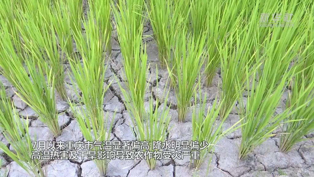 重庆：多措并举抗旱保供水