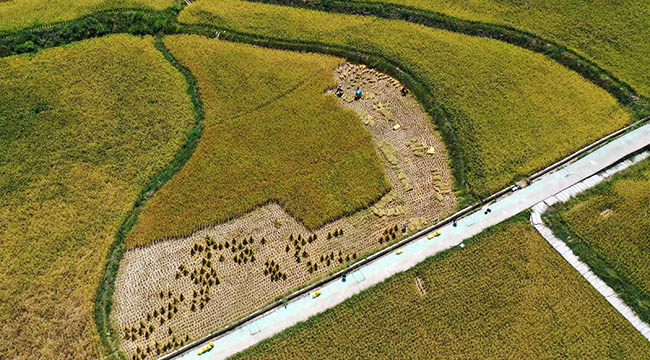 重庆黔江：高标准农田水稻抢收忙