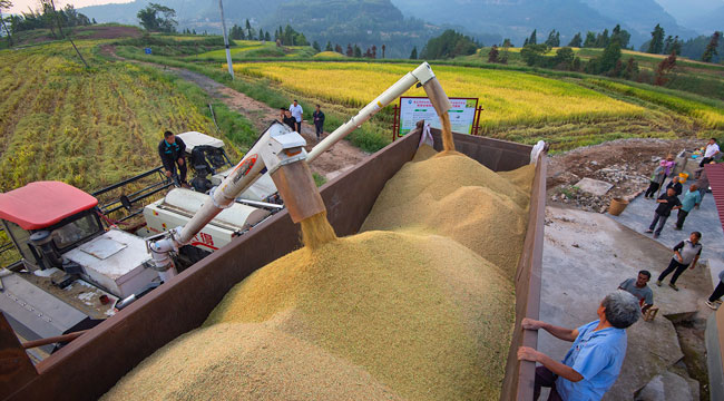 重庆万州：收割机开进大山里 又“稻”一年丰收季