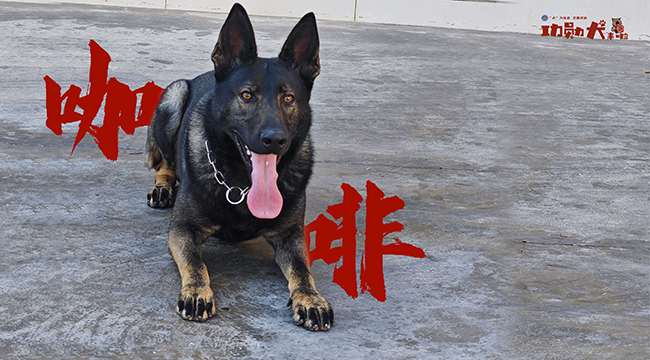 功勋犬来啦 | 缉毒警犬咖啡