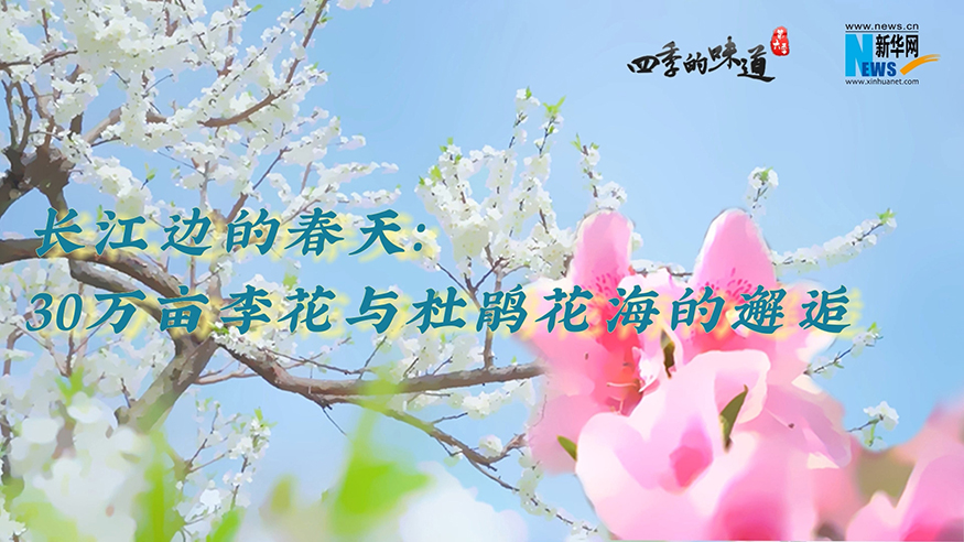 【四季的味道】長江邊的春天：30萬畝李花與杜鵑花海的邂逅