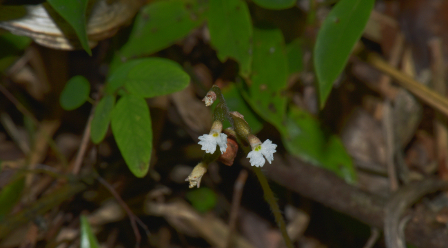 五里坡保护区发现重庆兰科植物新记录属