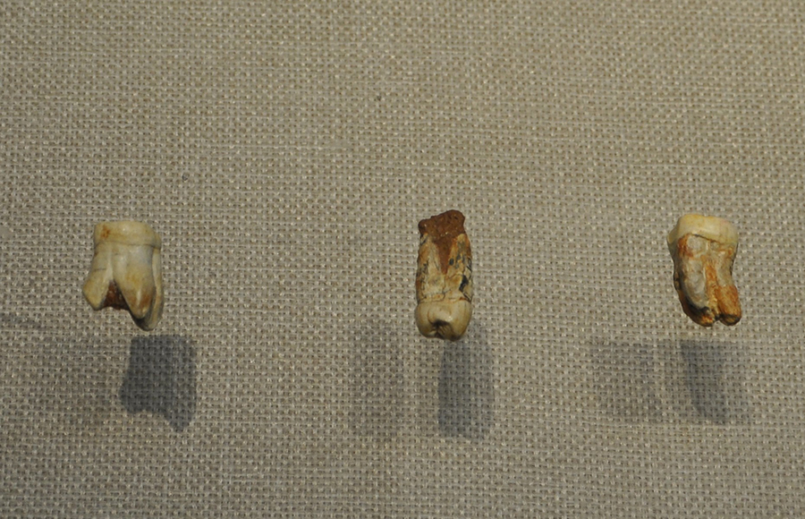 建始直立人牙齒化石，距今200余萬年，現藏于恩施州博物館。