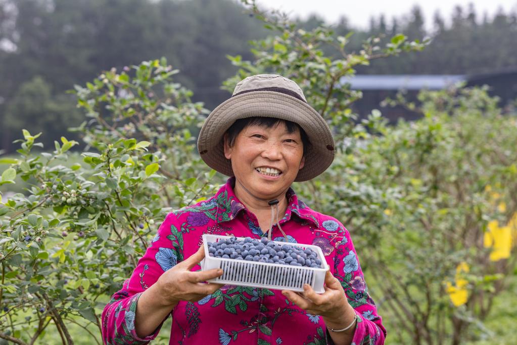重慶巴南：發展高山藍莓助增收