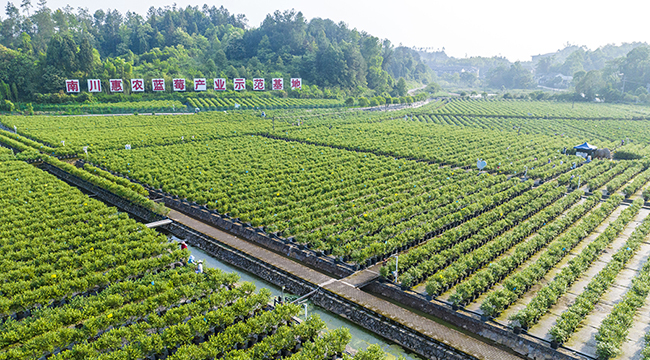 重慶南川：萬畝藍莓迎豐收