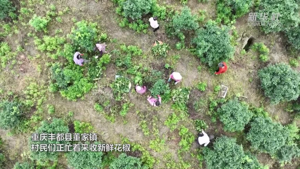重慶豐都：“三夏”農忙 青花椒迎來採摘期