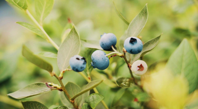 重慶南川：小小藍莓果 甜蜜大産業