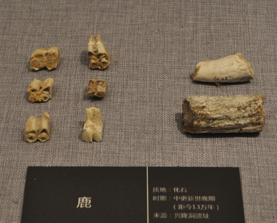 奉節興隆洞出土的13萬年前鹿化石，現藏于夔州博物館。