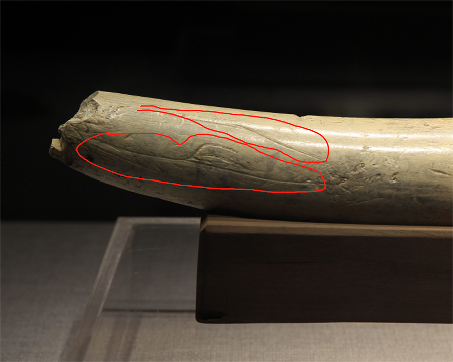 奉節興隆洞出土的有刻痕的劍齒象門齒細節，現藏於夔州博物館。（雷庭軍供圖）