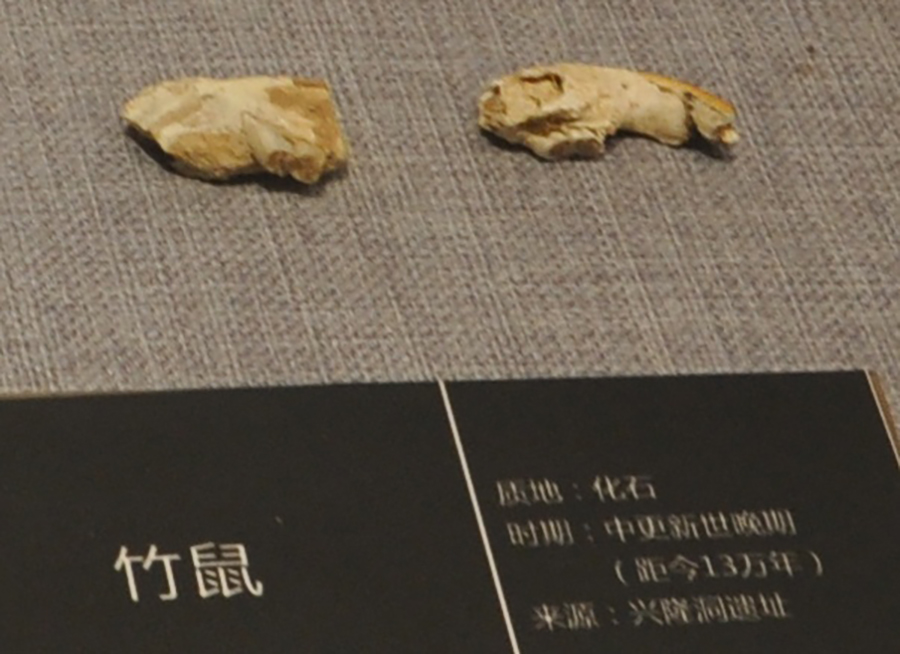 奉節興隆洞出土的13萬年前鬣羚化石，現藏于夔州博物館。