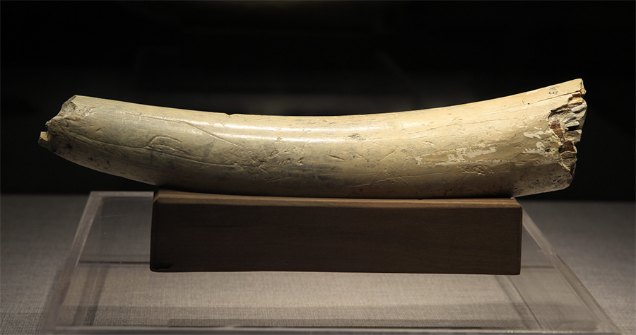 有刻痕的劍齒象門齒，奉節興隆洞出土，現藏于夔州博物館。（雷庭軍供圖）