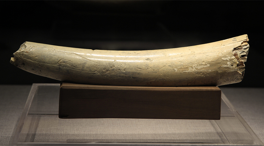 【重庆文化故事】奉节兴隆洞：13万年前象门齿上的划痕